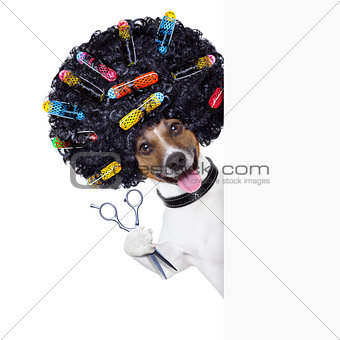 hairdresser   dog 