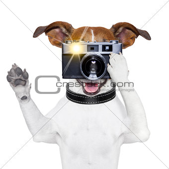 dog photo