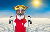 skiing dog