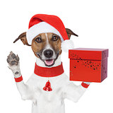 surprise christmas dog with a present box
