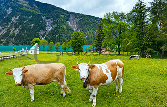 Achensee summer landscape and herd of cattle (Austria).