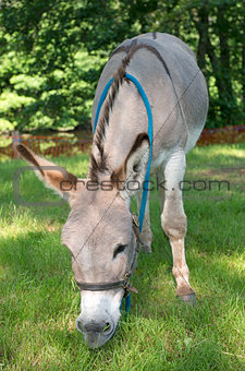 Provence donkey