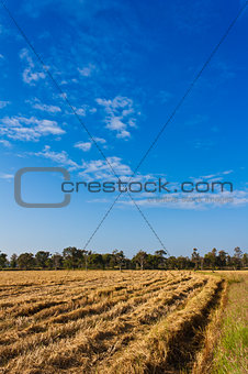 Paddy rice field after harvesting