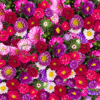 aster flowers background