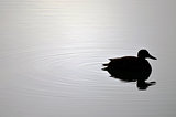 Duck Silhouette