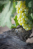 Lush White Grape Bushels Vineyard in The Morning Sun