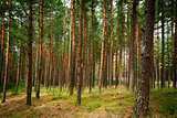 Pine forest  