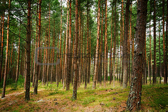 Pine forest  