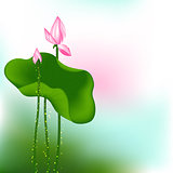 Pink Lotus Flower on Green Background