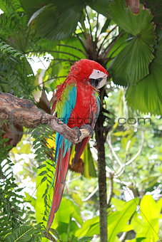 Parrot sitting on the branch