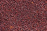 Abstract background: brown mustard seeds