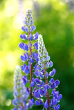 Blooming Lupines