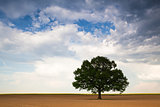 Lonely tree on the empty field