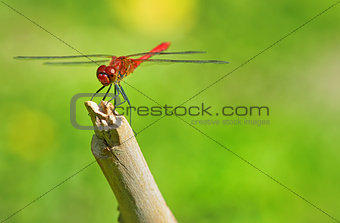 red dragonfly sitting on a twig