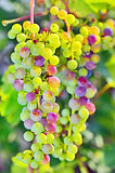 unripe grapes 