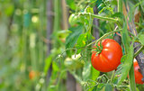 Ripe garden tomatoes 
