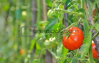 Ripe garden tomatoes 