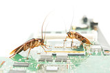 Cockroaches climbing on circuit board