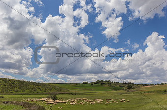 Herd of Andalusian sheep
