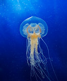 Swimming  Jellyfish 