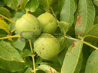 Three unripe walnuts on a branch 