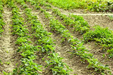 Rows of green strawberry plants