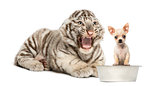 White tiger cub screaming at a Chihuahua puppy, isolated on whit