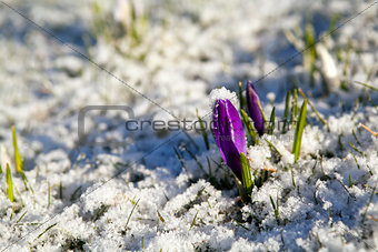 crocus flower in snow during early spring