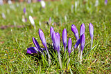 crocuses on green grass in spring