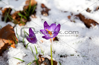 purple crocus flowering in snow