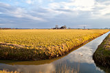 Dutch farm by river before sunset