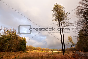 pine trees on landscape in Dwindelderveld