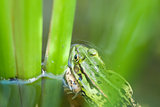 One Leopard Frog (Rana) in Pond.