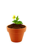 flower in clay pot 