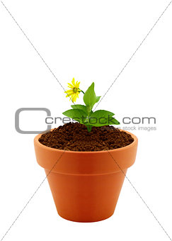 flower in clay pot 