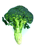 branches of cabbage of a broccoli