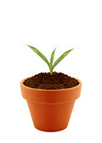 Young plant in clay pot
