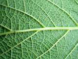 Macro photo of leaf 
