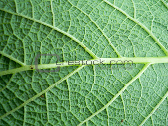 Macro photo of leaf 