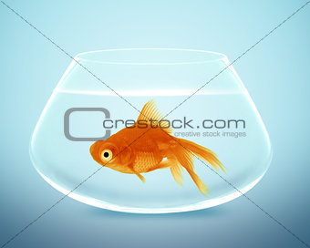 goldfish in small bowl