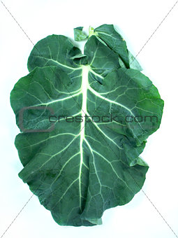 Leaf of a broccoli 