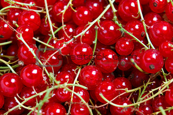 Many banches of red currant