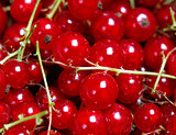 Many banches of red currant