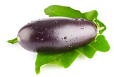 fresh eggplant  with green leaf