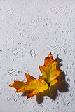 Water drops and leaf on glass