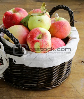 autumn harvest of organic apples in the basket