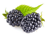 ripe blackberry with green leaves