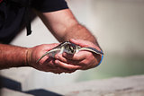 Handling young Carribean sea turtle for conservation 