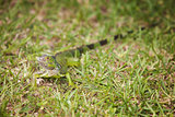 Curious Iguana in the Grass