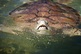 Carribean Sea Turtle